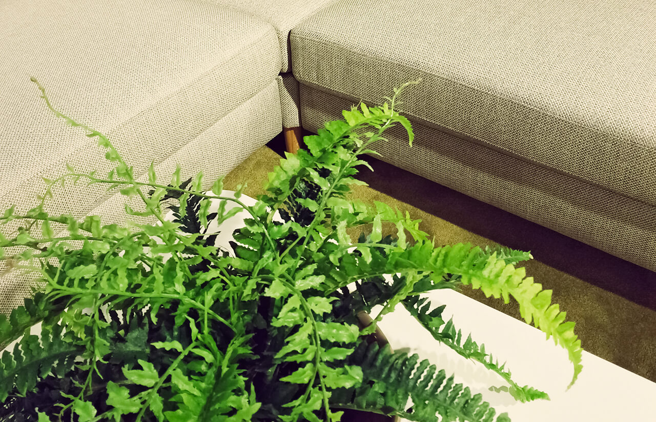 pet-friendly housplants